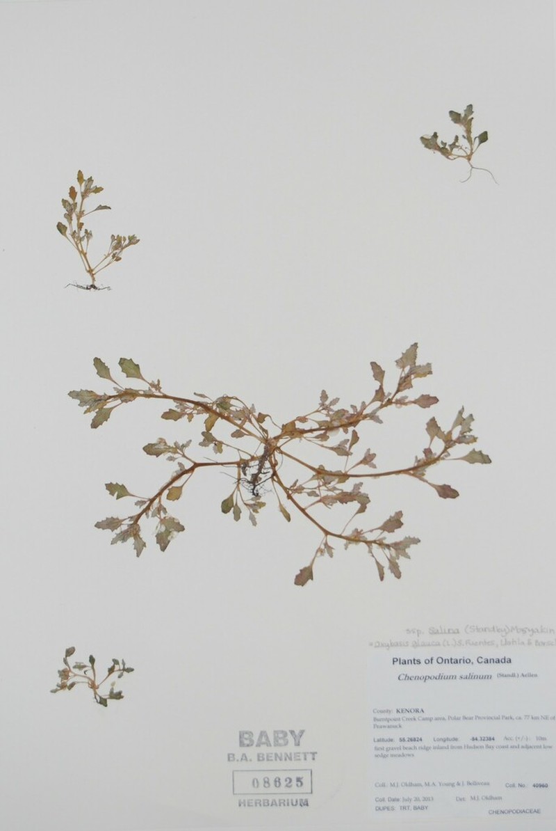 Rocky Mountain Goosefoot