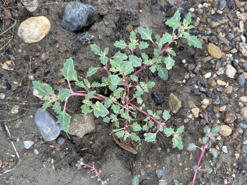Rocky Mountain Goosefoot photo 2
