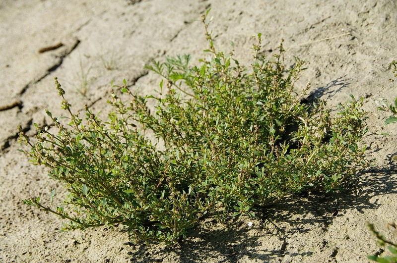 Rocky Mountain Goosefoot photo 3