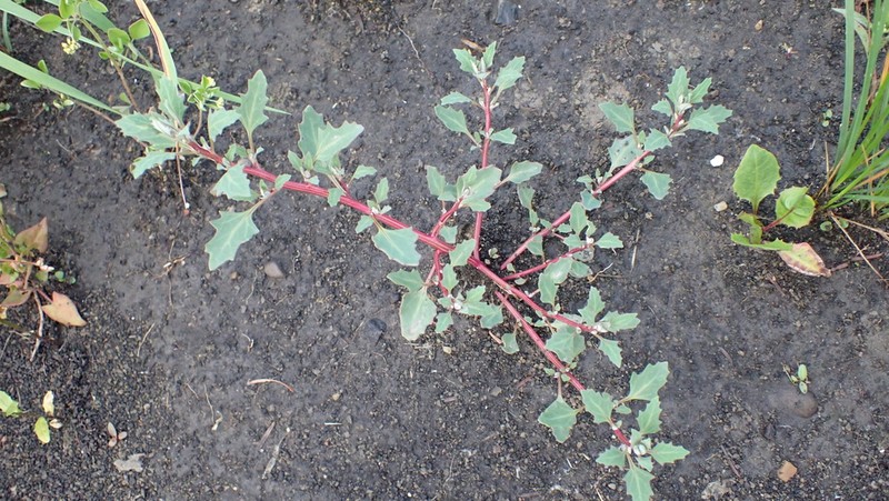 Rocky Mountain Goosefoot photo 4