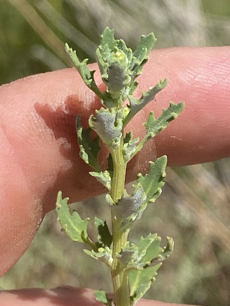 Rocky Mountain Goosefoot photo 5