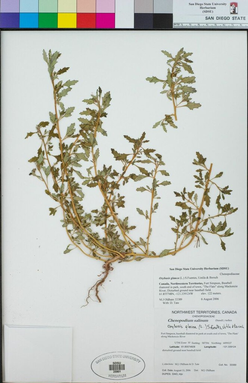 Rocky Mountain Goosefoot photo 6