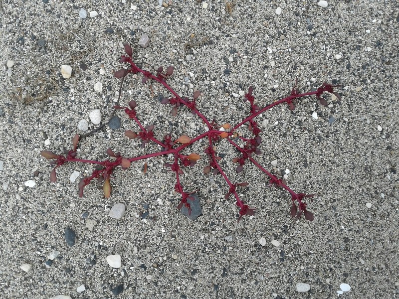 Rocky Mountain Goosefoot photo 7