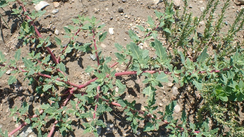 Rocky Mountain Goosefoot photo 8