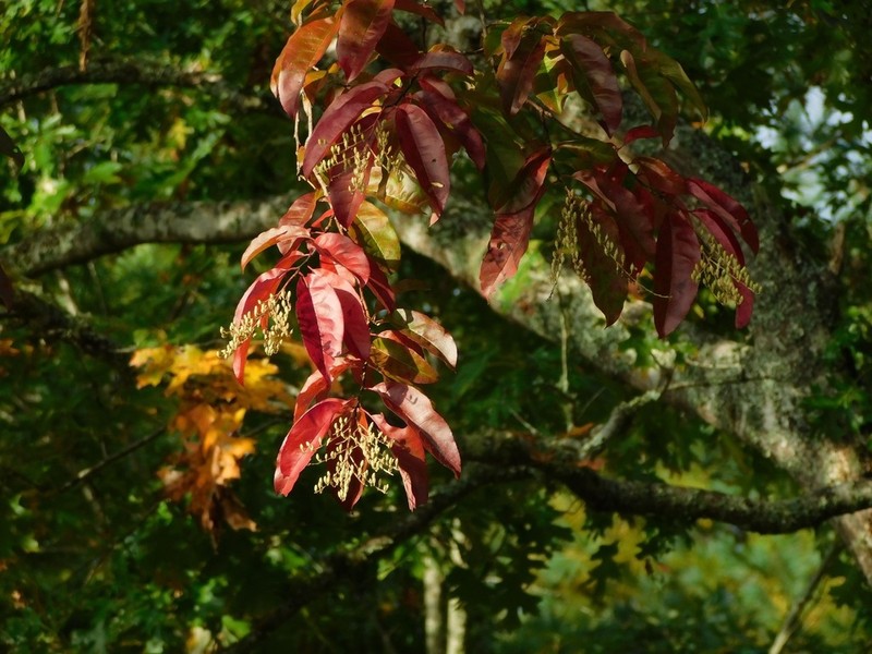 Sourwood photo 3