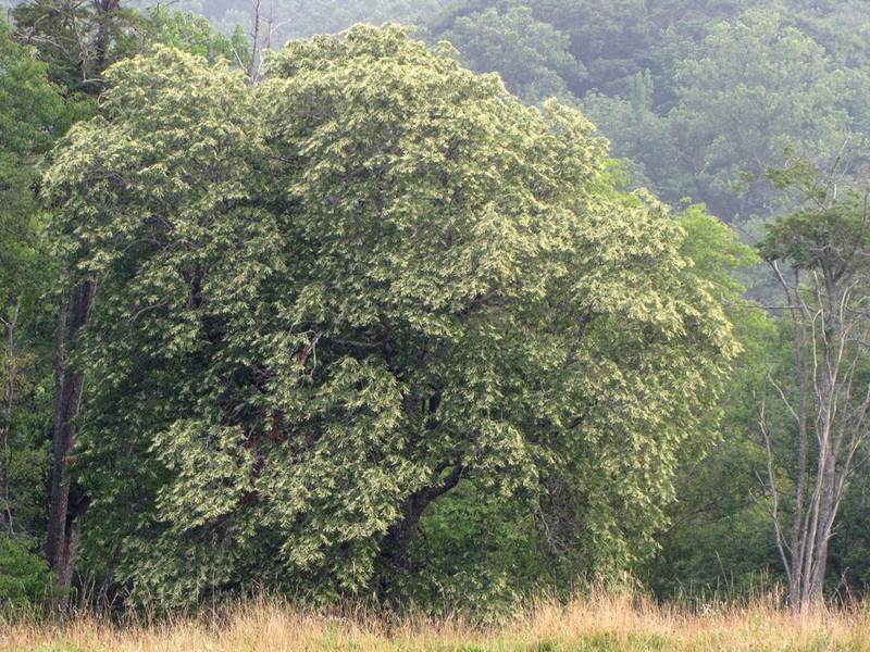Sourwood photo 4
