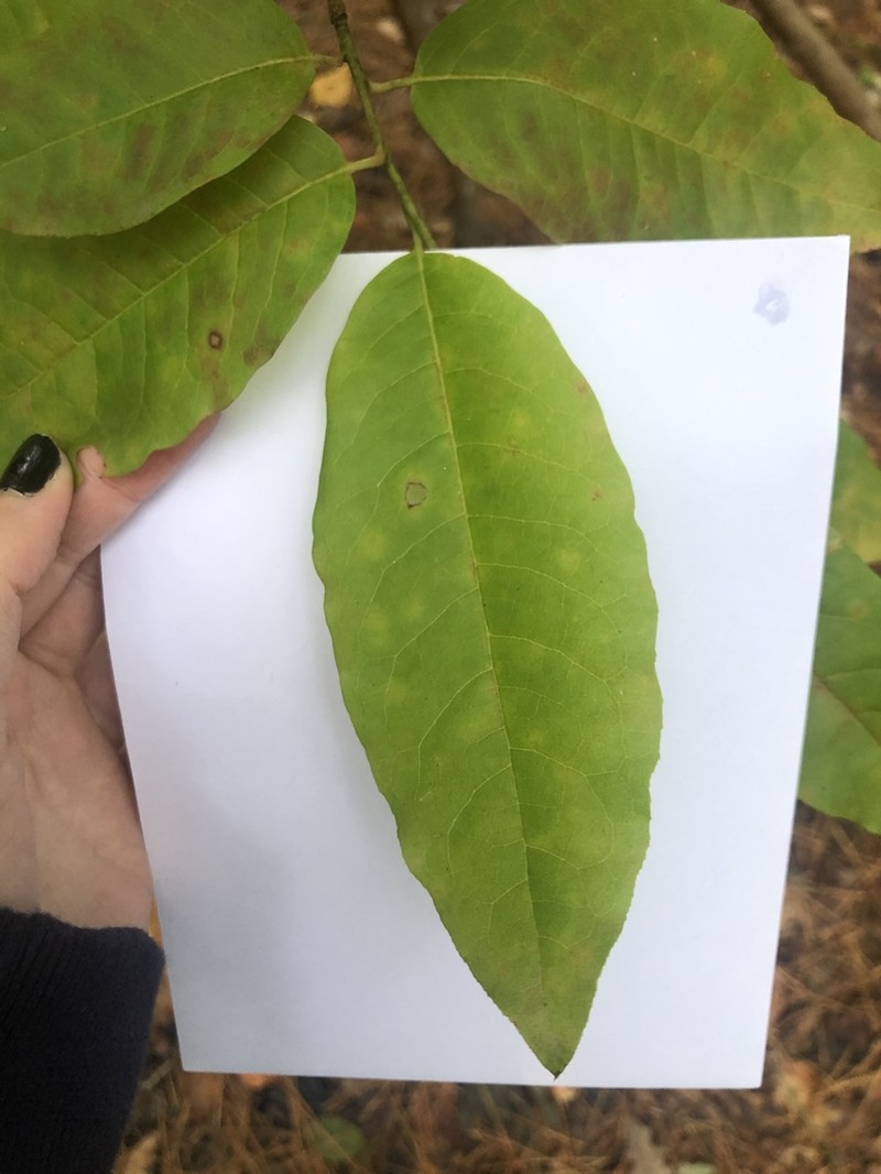 Sourwood photo 5
