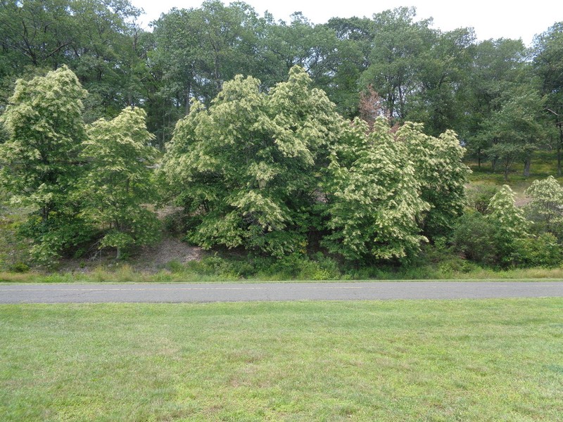 Sourwood photo 6