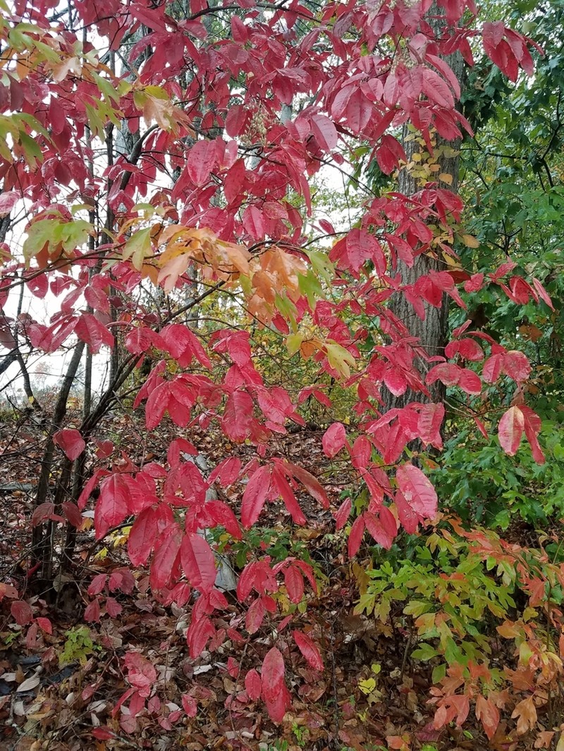 Sourwood photo 7