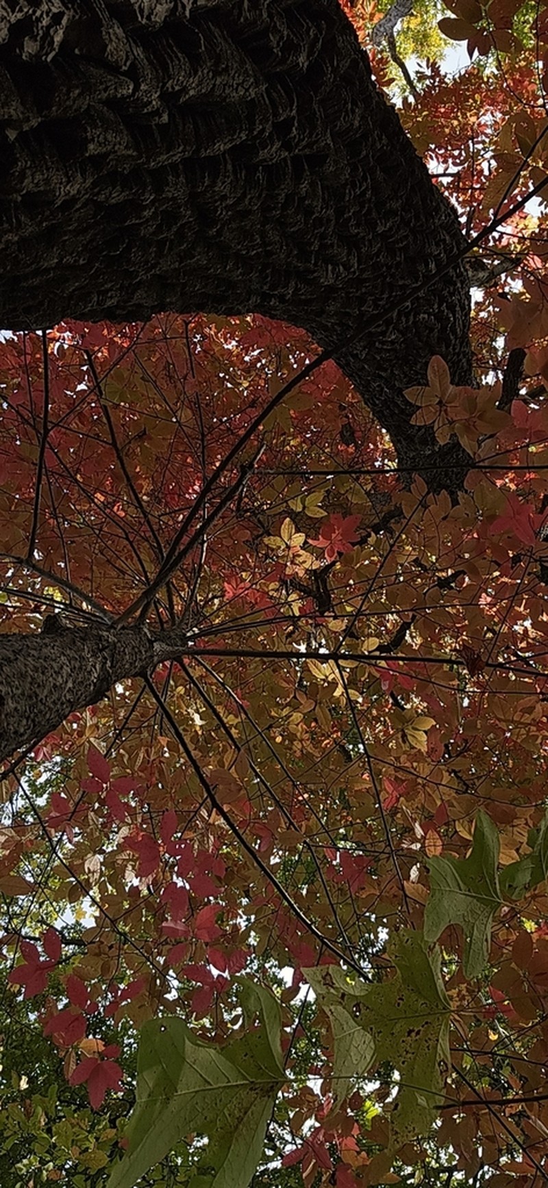 Sourwood photo 8