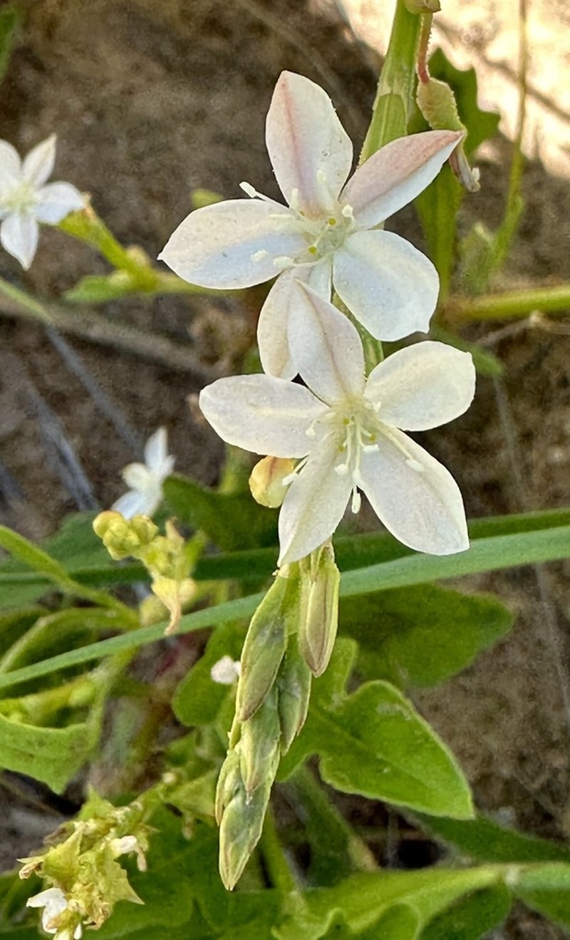 Oxygonum alatum