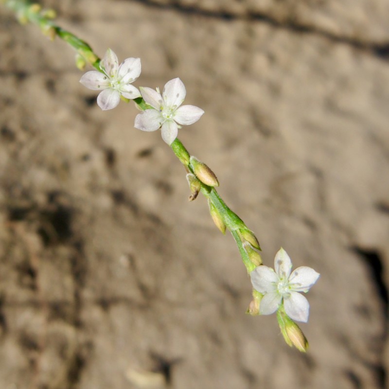 Oxygonum alatum photo 2