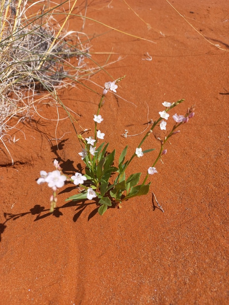 Oxygonum alatum photo 3