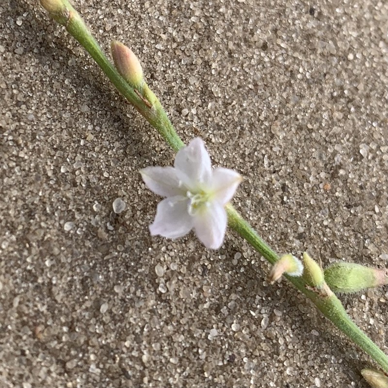 Oxygonum alatum photo 4