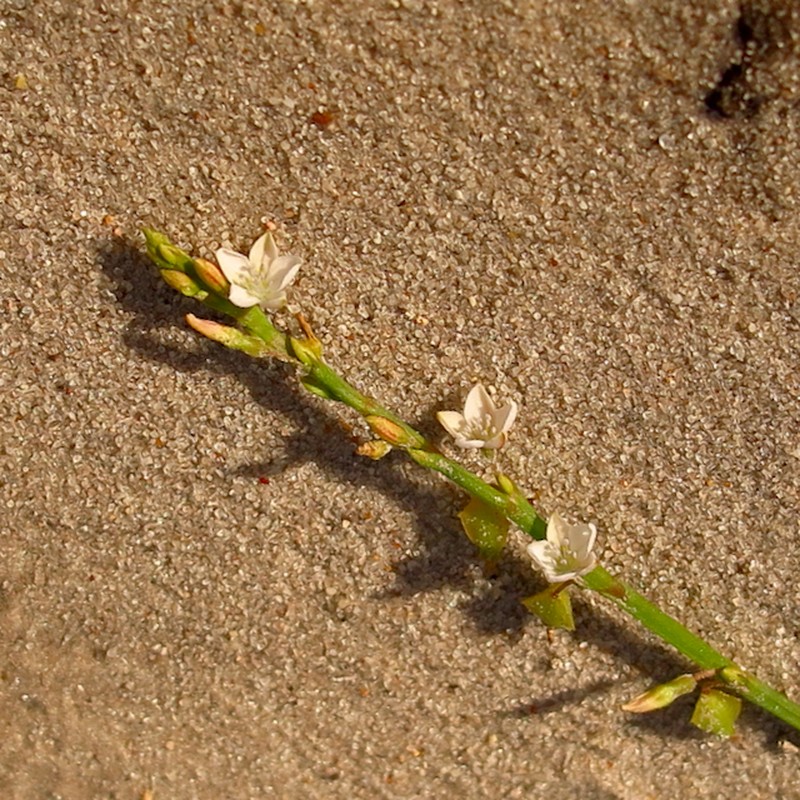 Oxygonum alatum photo 5