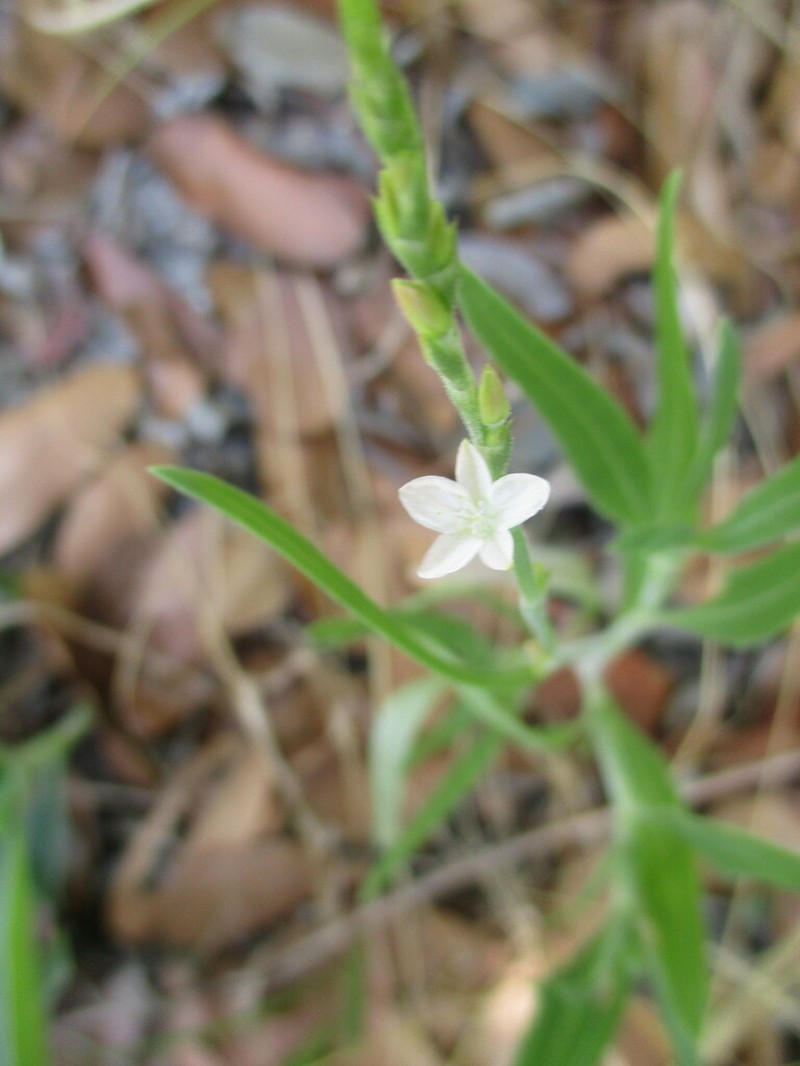 Oxygonum alatum photo 6