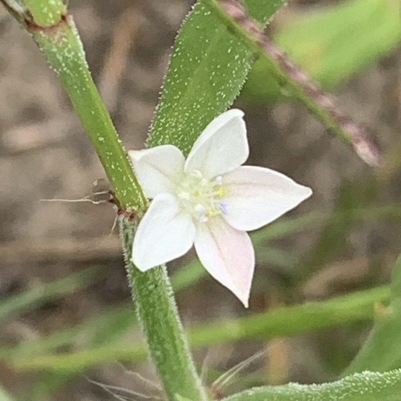 Oxygonum alatum photo 7