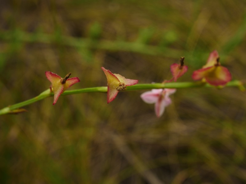 Oxygonum alatum photo 8