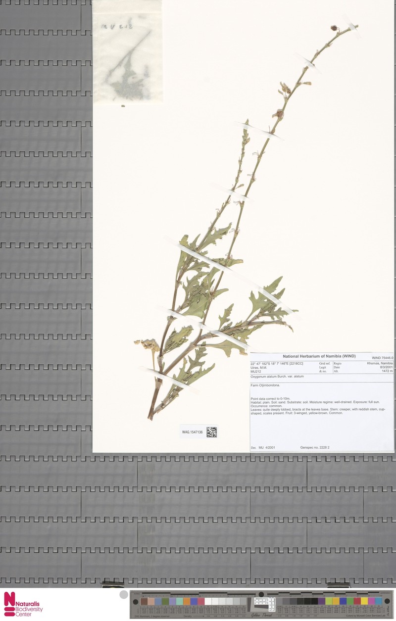 Oxygonum alatum var. alatum