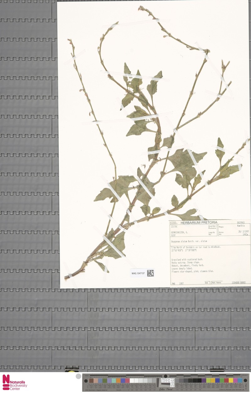 Oxygonum alatum var. alatum photo 2