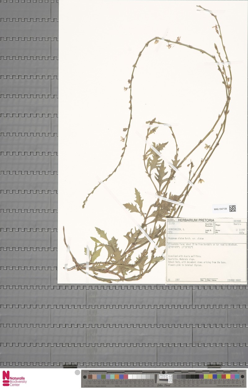 Oxygonum alatum var. alatum photo 3