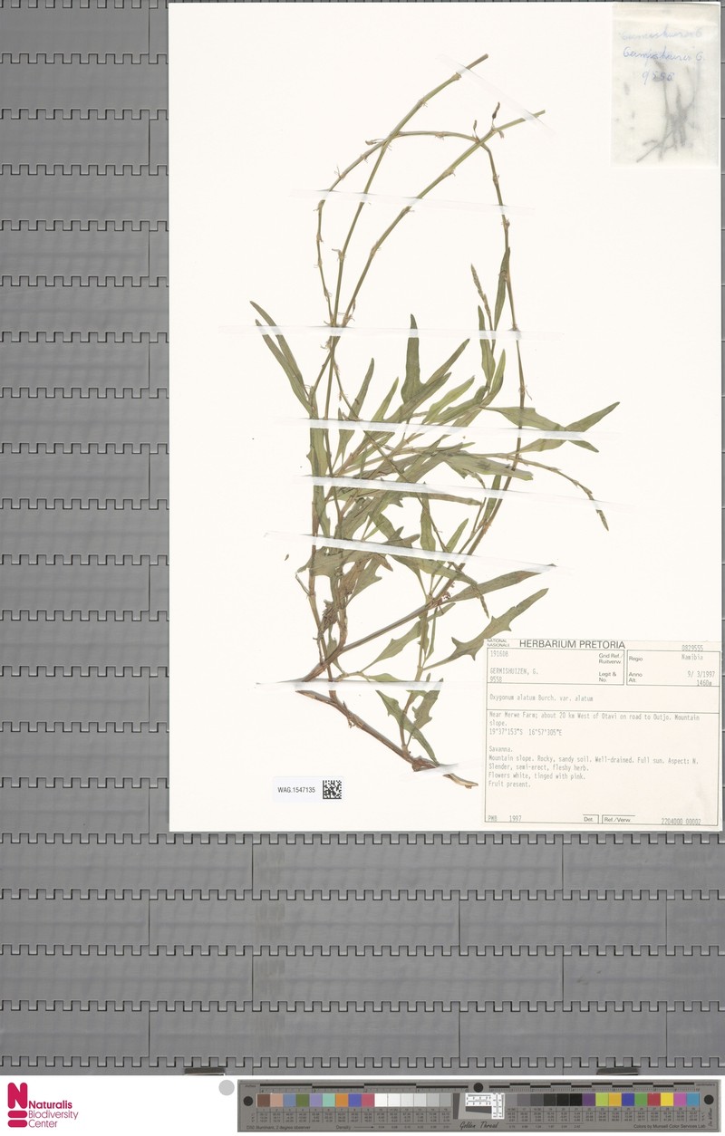 Oxygonum alatum var. alatum photo 4
