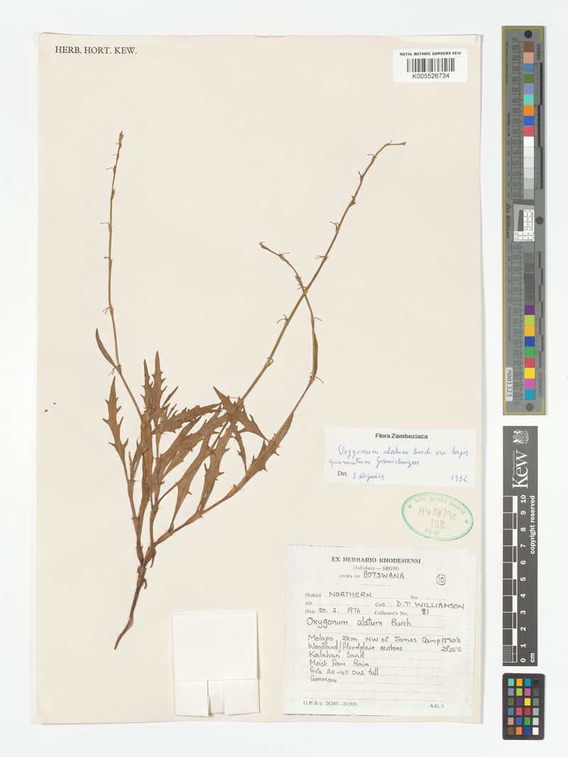 Oxygonum alatum var. longisquamatum