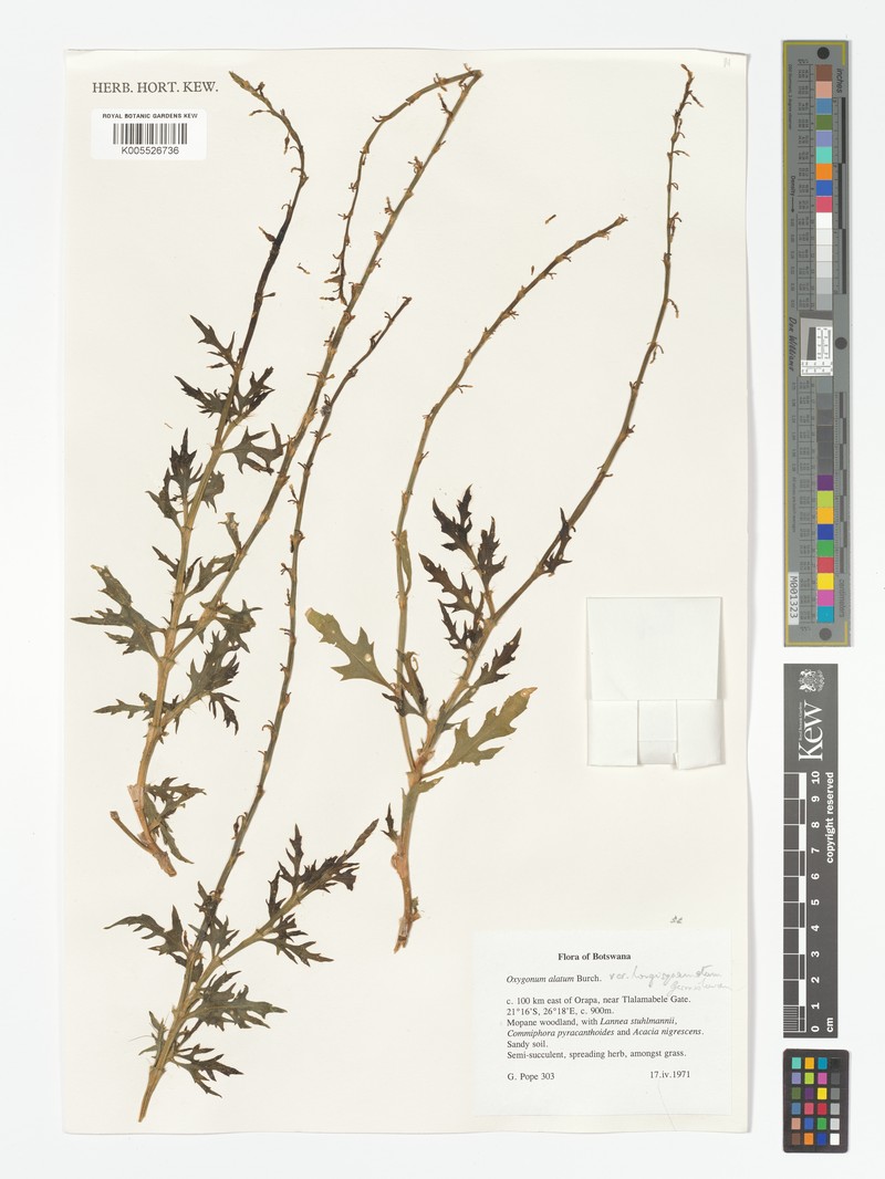 Oxygonum alatum var. longisquamatum photo 2