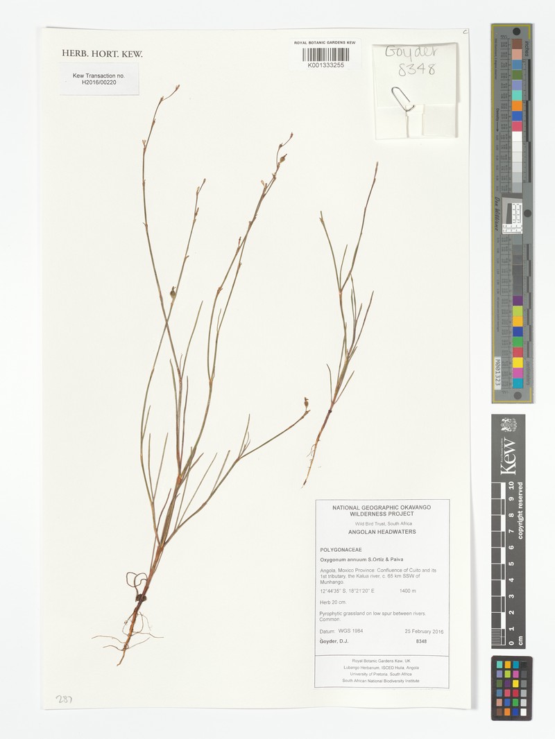 Oxygonum annuum