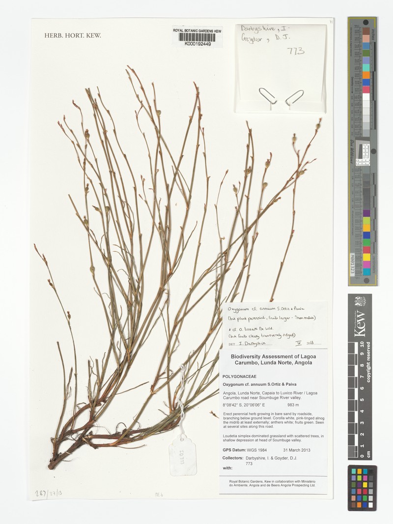 Oxygonum annuum photo 2