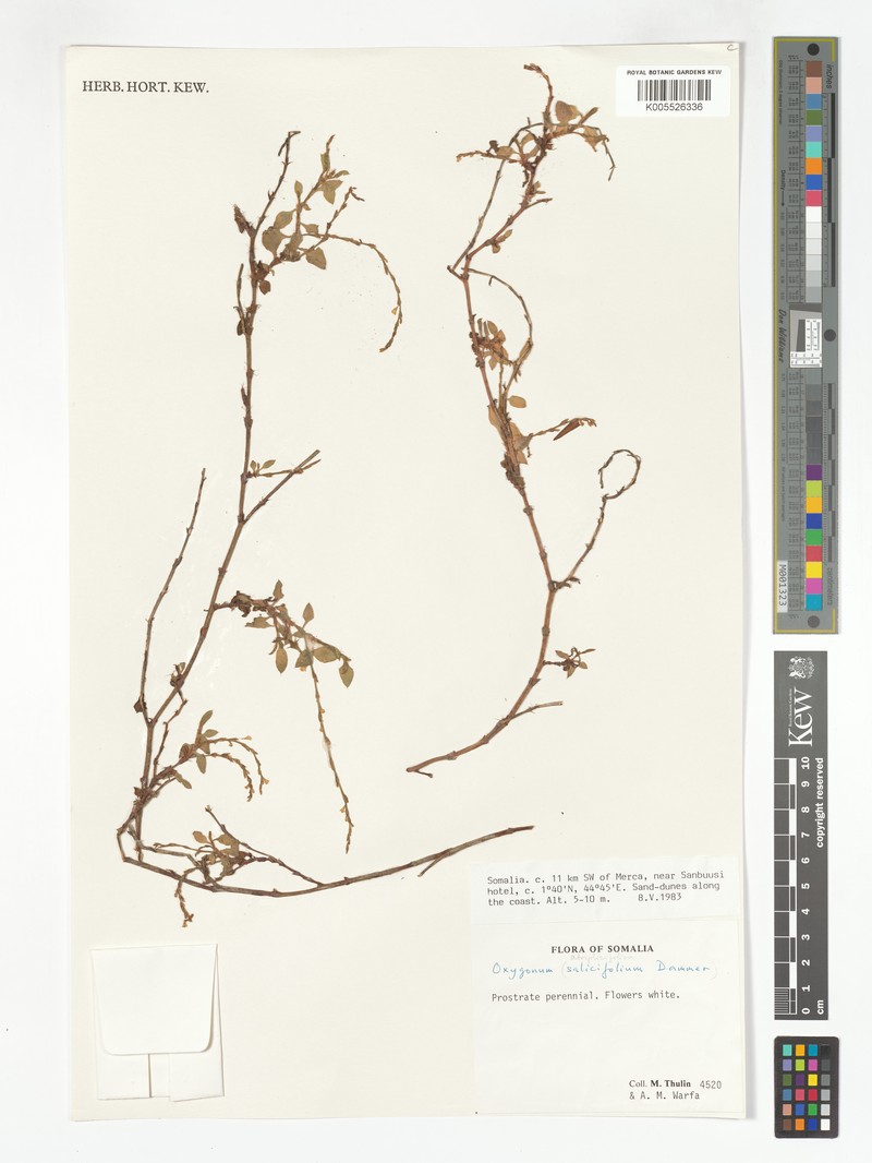 Oxygonum atriplicifolium