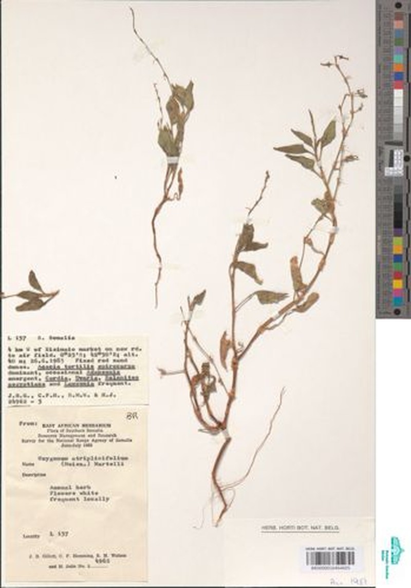 Oxygonum atriplicifolium photo 2