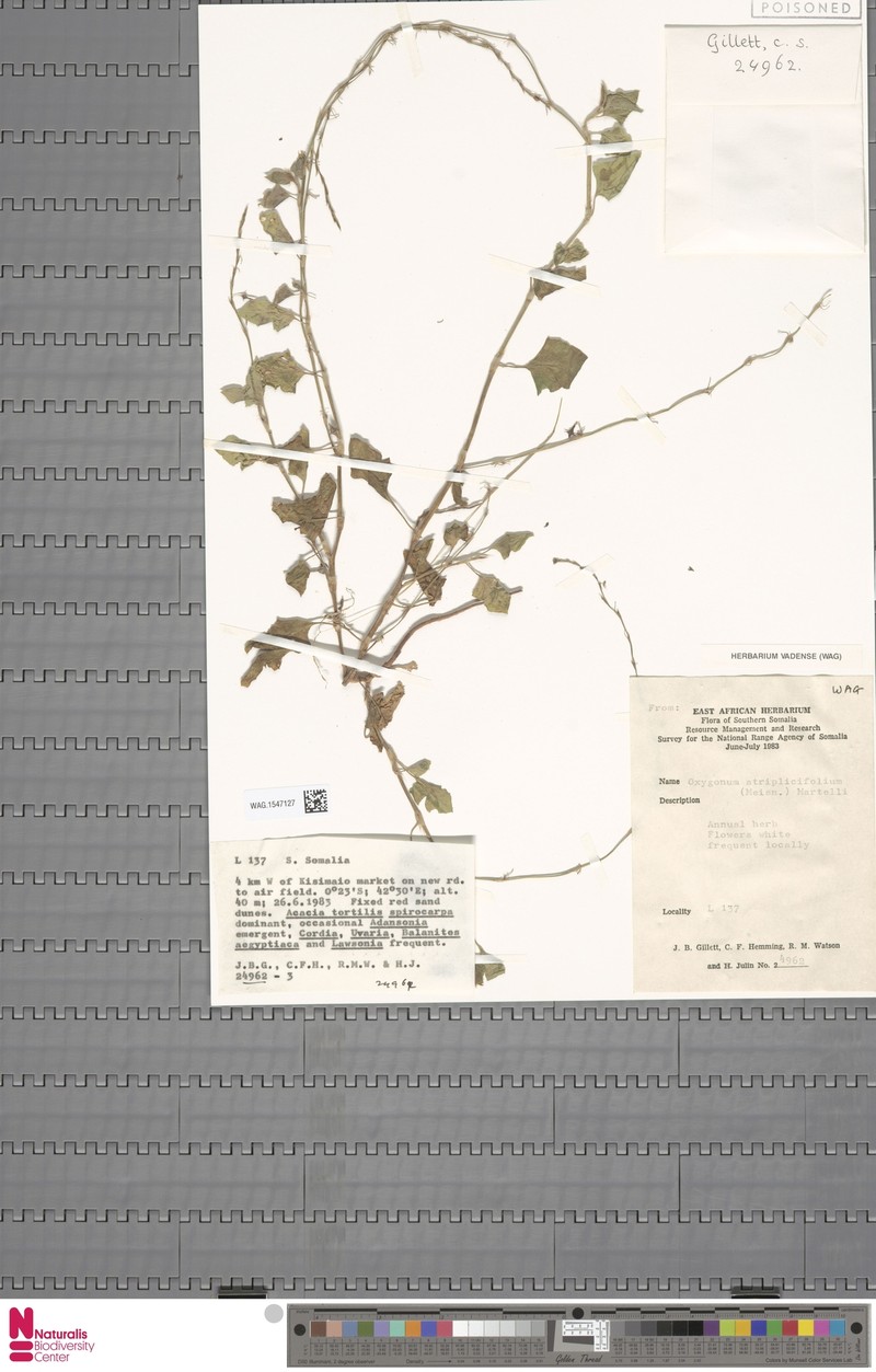 Oxygonum atriplicifolium photo 3