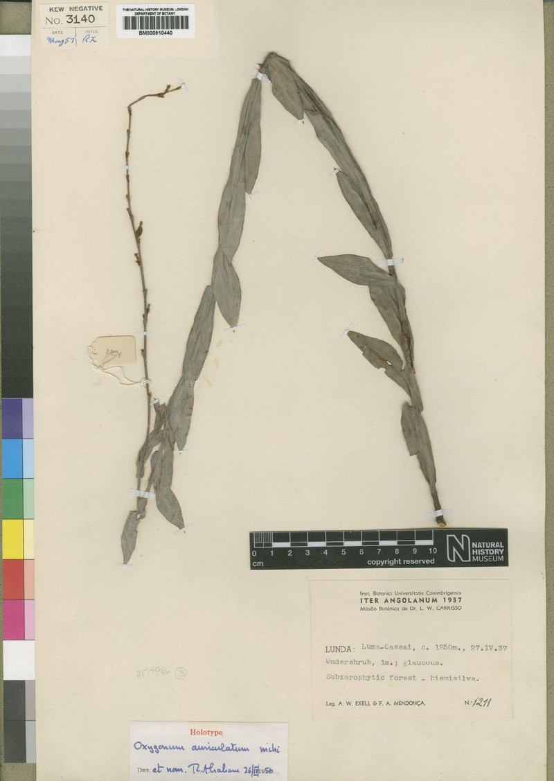 Oxygonum auriculatum photo 2