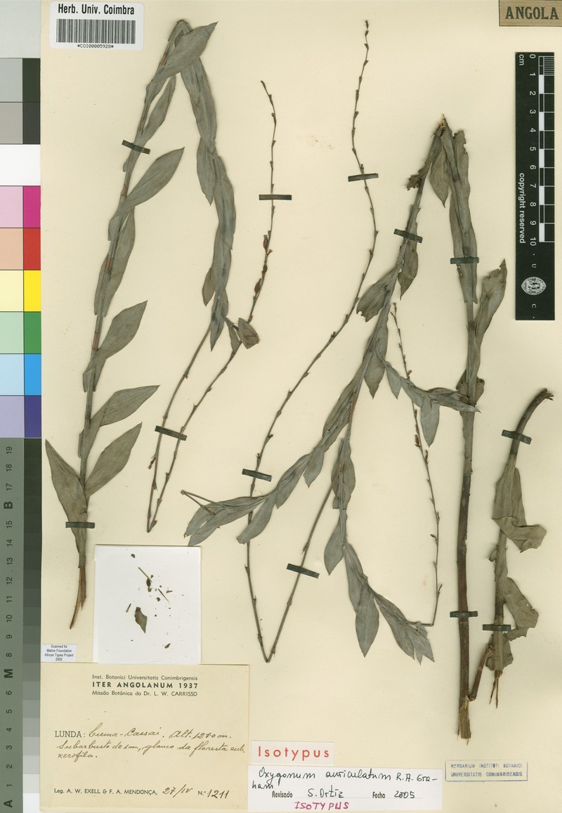 Oxygonum auriculatum