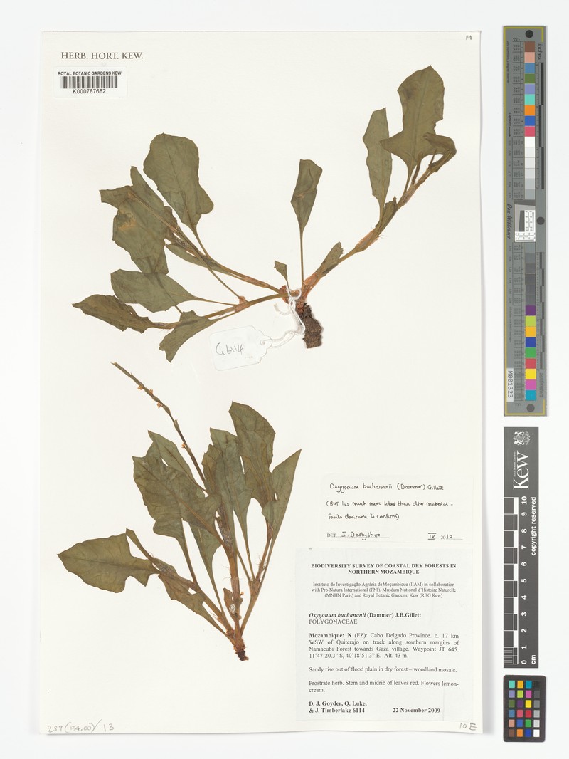 Oxygonum buchananii