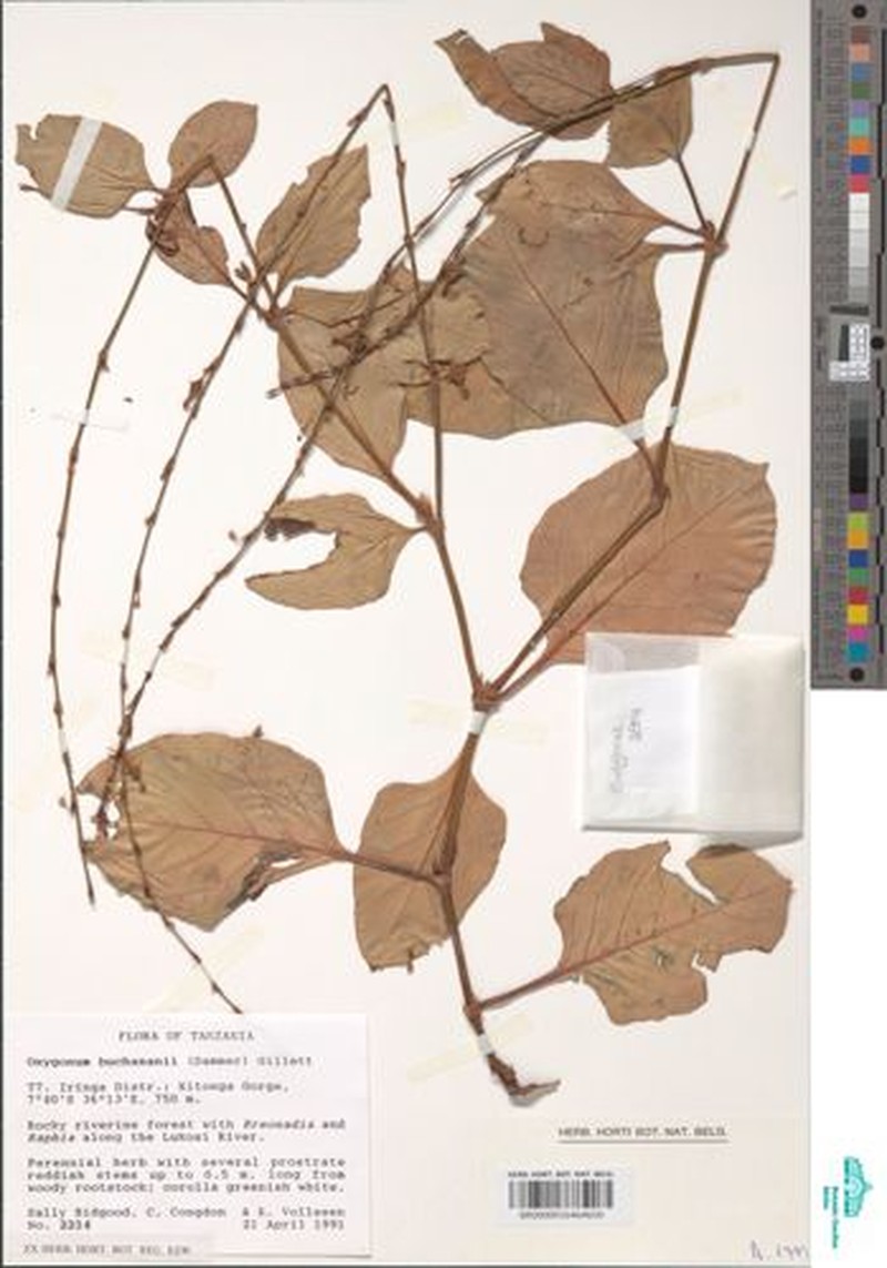 Oxygonum buchananii photo 2