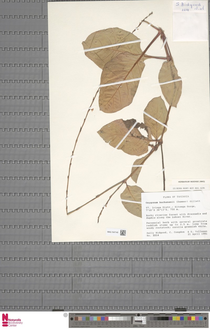 Oxygonum buchananii photo 3