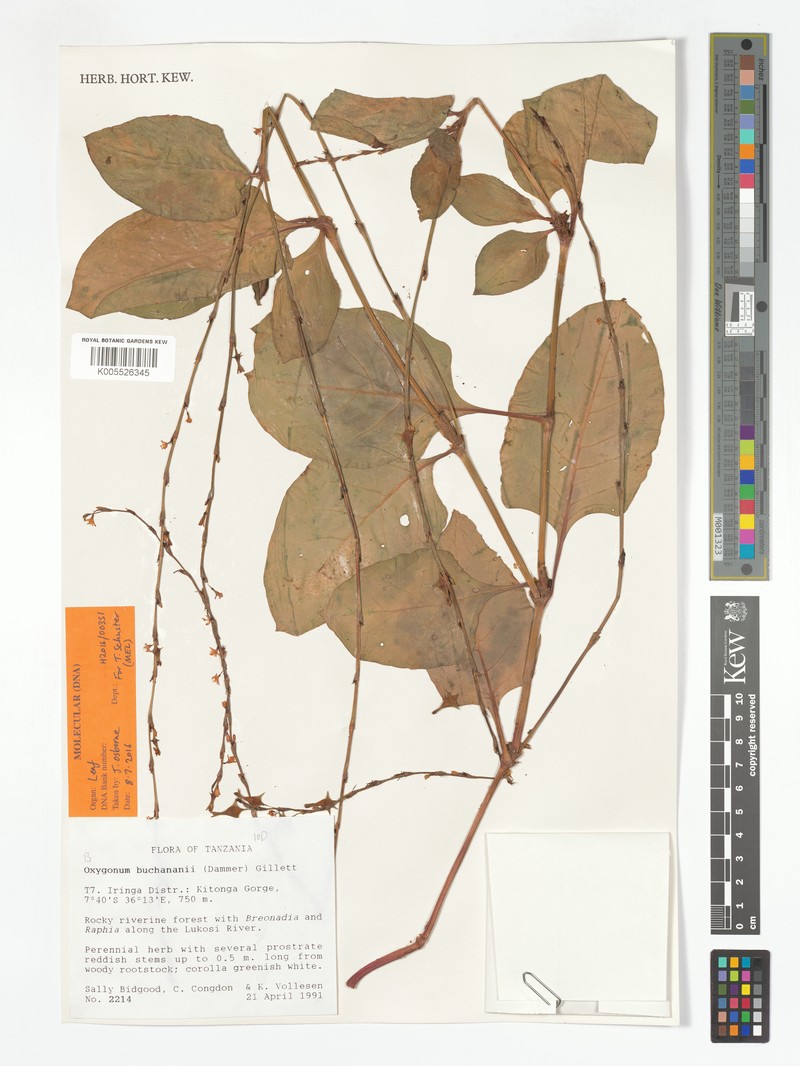 Oxygonum buchananii photo 4