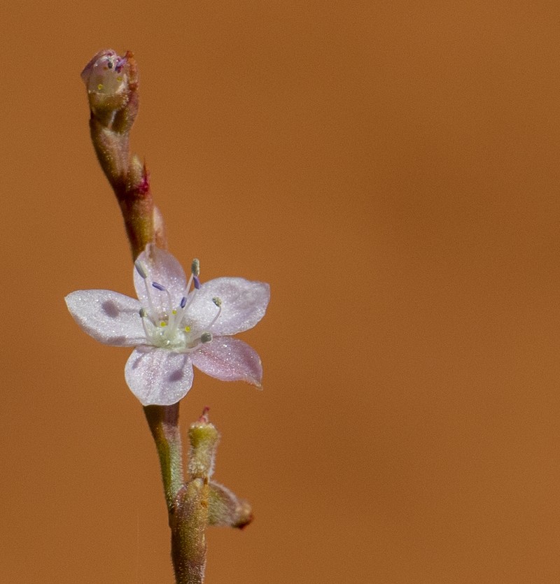 Oxygonum delagoense photo 2