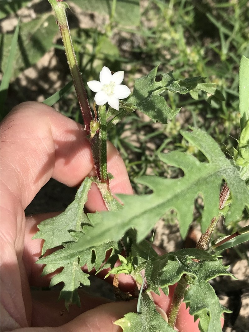 Oxygonum delagoense photo 3