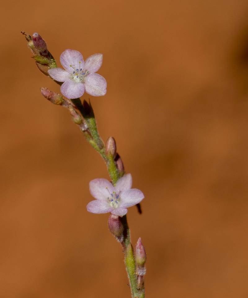 Oxygonum delagoense photo 4