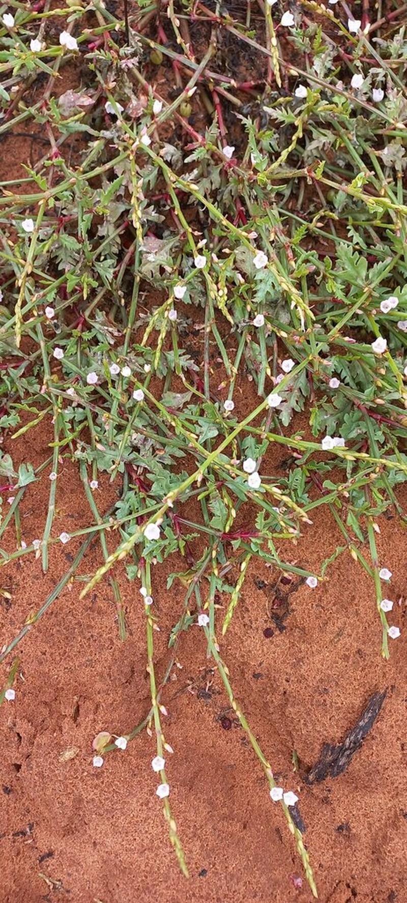 Oxygonum delagoense photo 5