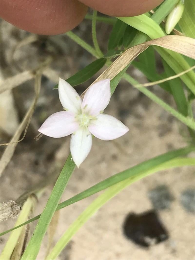 Oxygonum delagoense photo 6