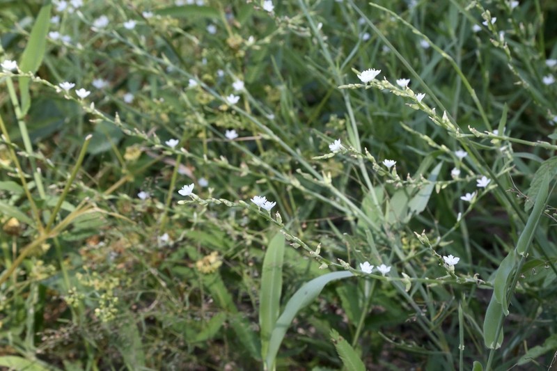 Oxygonum delagoense photo 7