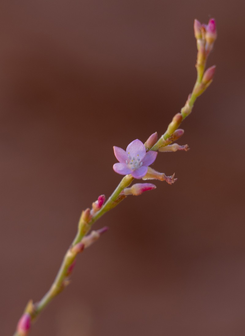 Oxygonum delagoense photo 8