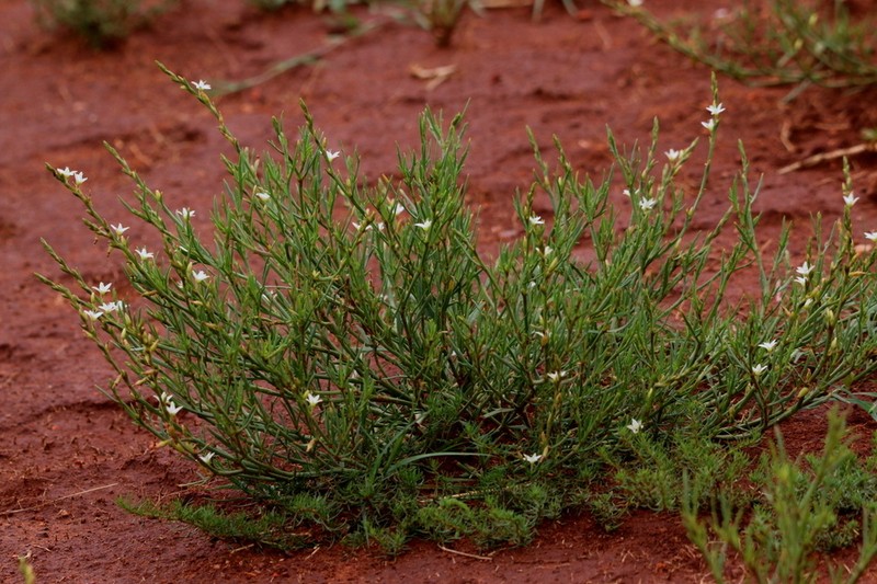 Oxygonum dregeanum