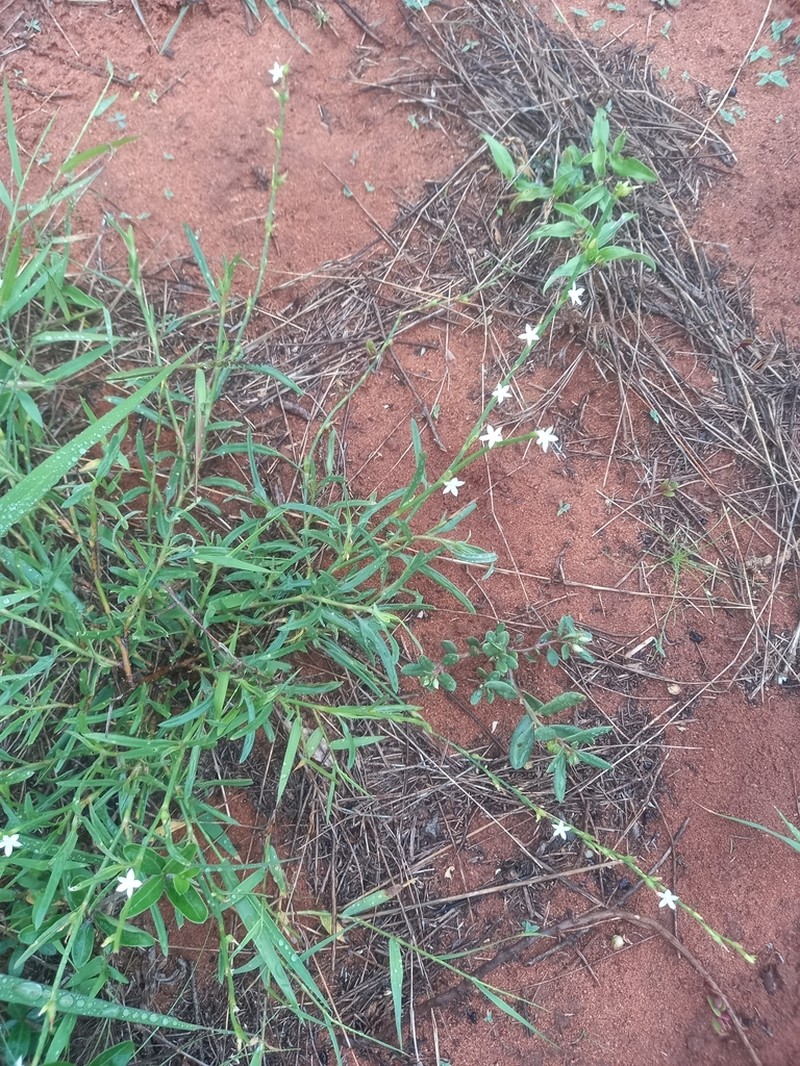Oxygonum dregeanum photo 3