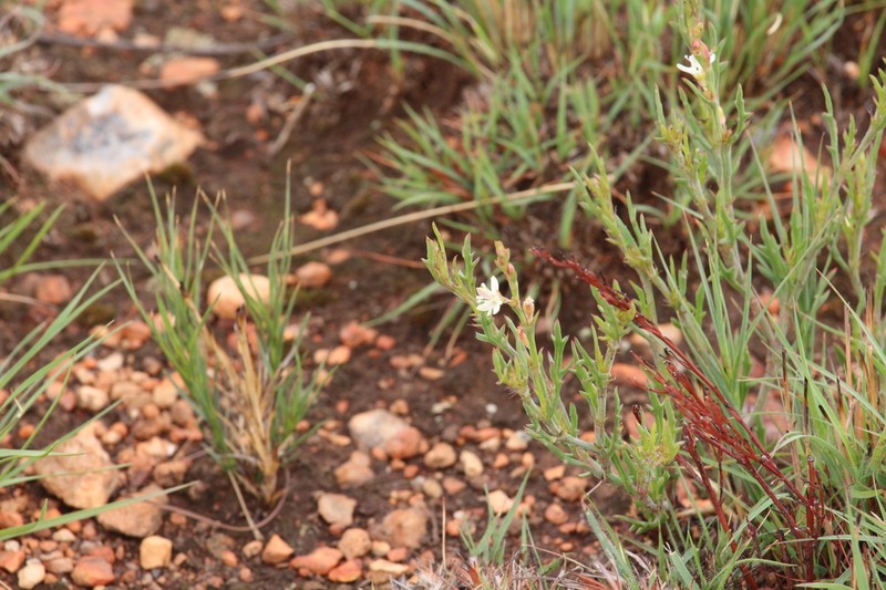 Oxygonum dregeanum photo 4