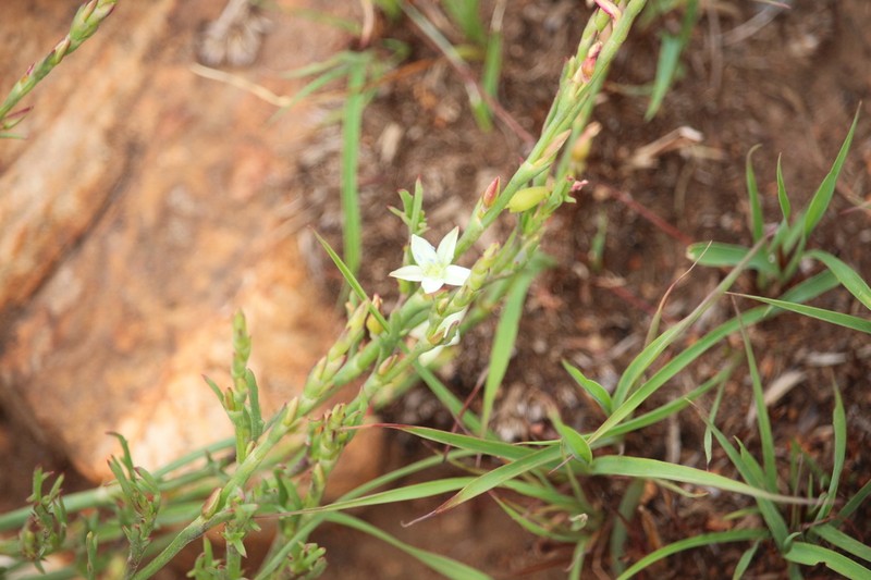 Oxygonum dregeanum photo 5